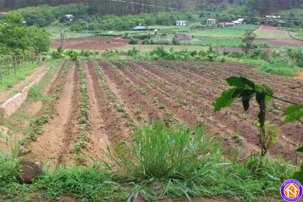 Xây nhà tạm trên đất trồng cây lâu năm có bị sao không? 6 Muốn xây nhà tạm trên đất trồng cây lâu năm, phải làm sao?
