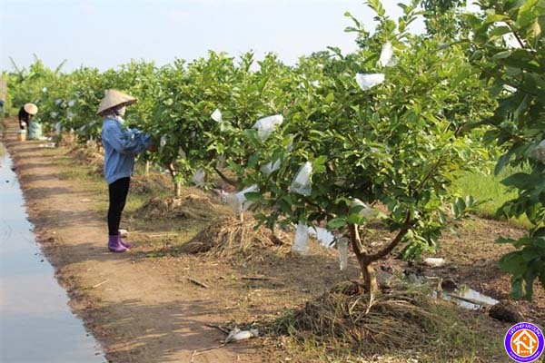 Xây nhà tạm trên đất trồng cây lâu năm có bị sao không? 3 Đất trồng cây lâu năm được sử dụng vào mục đích gì?
