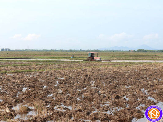 chuyen dat trong lua sang dat trong cay lau nam bao nhieu tien 1