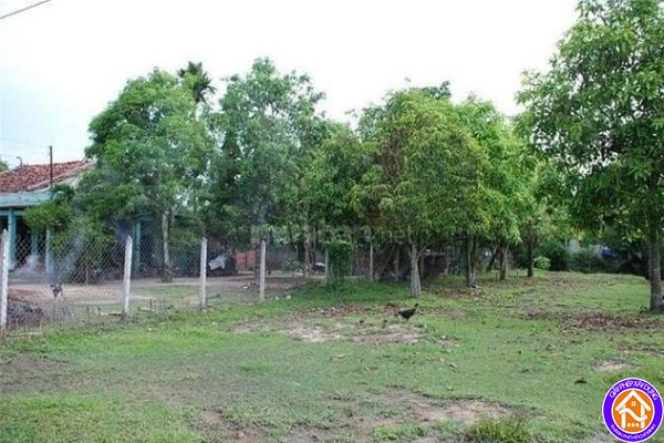 le phi chuyen doi dat trong cay lau nam sang dat o 3