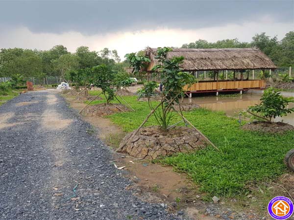 dat trong cay lau nam het han su dung 2